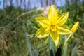 Daffodil, Narcissus Pseudonarcissus