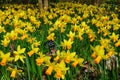 Daffodil - Narcissus, RHS Gardens, Wisley, Surrey, England, UK