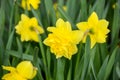 Daffodil Narcissus variety Dick Wilden blooms in a garden