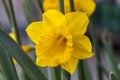 Daffodil narcissus `Welsh Warrior`