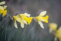 A Daffodil. Royalty Free Stock Photo