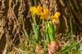 Daffodil onion in a forest Royalty Free Stock Photo