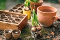 Daffodil plant bulbs and biodegradable peat pot on table Royalty Free Stock Photo