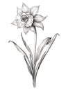 Daffodil plant, line drawing, botanical illustration