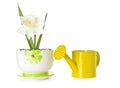 Daffodil in pot Royalty Free Stock Photo