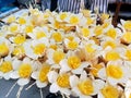 Daffodil present Sandalwood Flowers as a final tribute to His Majesty The Late King