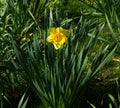 Daffodil, pure yellow, solitary.