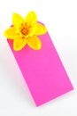 Silk daffodil on bright pink card. Royalty Free Stock Photo