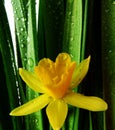 Daffodil with rain drops isolated on white macro Royalty Free Stock Photo