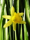 Daffodil with rain drops macro Royalty Free Stock Photo