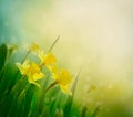 Daffodil spring background Royalty Free Stock Photo