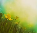 Daffodil spring background Royalty Free Stock Photo