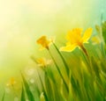 Daffodil spring background Royalty Free Stock Photo