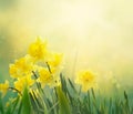 Daffodil spring background