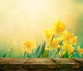 Daffodil spring background Royalty Free Stock Photo