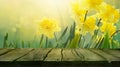 Daffodil spring background Royalty Free Stock Photo