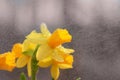 Daffodil spring rain