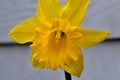 Yellow Daffodil Stigma Mandala 07
