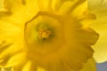 Extreme Closeup Yellow Daffodil Stigma 09