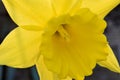 Yellow Daffodil Flower Stigma 03