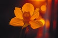 Daffodil in the sunlight Royalty Free Stock Photo