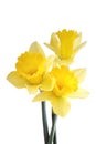 Daffodil Trio Royalty Free Stock Photo