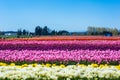 Daffodil Tulip Flower Fields Royalty Free Stock Photo