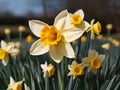 The daffodil typically has a trumpet-shaped central corona surrounded by six petal-like tepals. Royalty Free Stock Photo