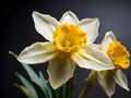 The daffodil typically has a trumpet-shaped central corona surrounded by six petal-like tepals. Royalty Free Stock Photo