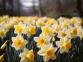 Daffodils are known for blooming in early to late spring, depending on the variety and local climate conditions.