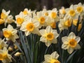 Daffodils are known for blooming in early to late spring, depending on the variety and local climate conditions.