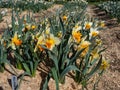 Daffodil \'Velasquez\' blooming with creamy-yellow flowers with a flat orange cup in the garden in spring