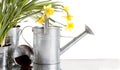 Daffodil and watercan still life Royalty Free Stock Photo