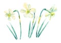 Daffodil watercolor painting set on white background. Hand painted narcissus illustration.