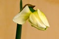 Ice King Daffodil Waterdrop Bud 02