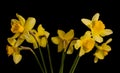 Daffodil Royalty Free Stock Photo