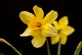 Daffodil Royalty Free Stock Photo