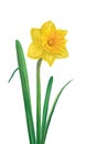 Daffodil Yellow flower