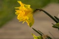 Daffodil yellow flowers close-up with green grass Royalty Free Stock Photo