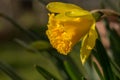 Daffodil yellow flowers close-up with green grass Royalty Free Stock Photo