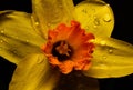 Yellow daffodil Narcissus tazetta flower blossom on black background