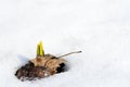 Daffodil sprouts emerging through snow in early spring Royalty Free Stock Photo