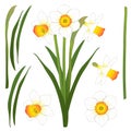 Daffodill - Narcissus. Vector Illustration. isolated on White Background