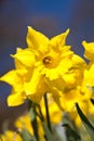 Daffodils Royalty Free Stock Photo