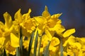 Daffodils Royalty Free Stock Photo