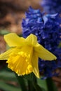 Daffodil and Hyacinth Royalty Free Stock Photo