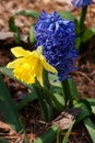 Daffodil and Hyacinth Royalty Free Stock Photo