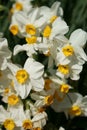 Daffodils Royalty Free Stock Photo