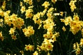 Daffodils Royalty Free Stock Photo