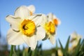 Daffodils Royalty Free Stock Photo